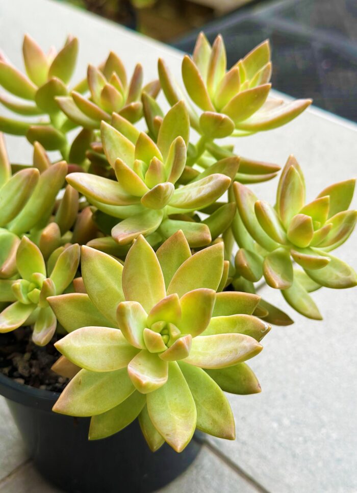 Cutting – Sedeveria 'Pats Pink' - Image 3