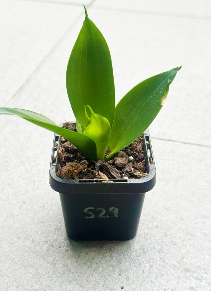 Sansevieria 'Hahnii' – Potted Plant - Image 2