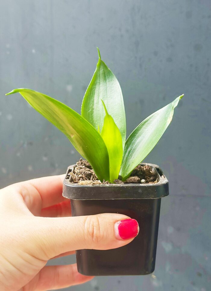 Sansevieria 'Hahnii' – Potted Plant