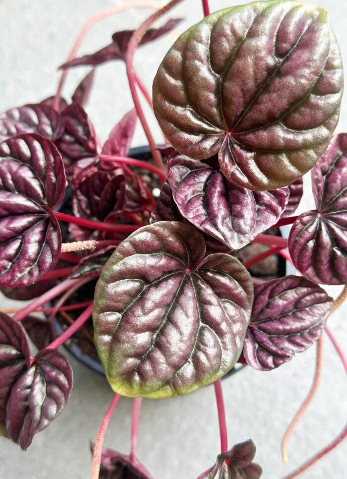 Peperomia Schumi Red – 12cm Potted Plant - Image 2