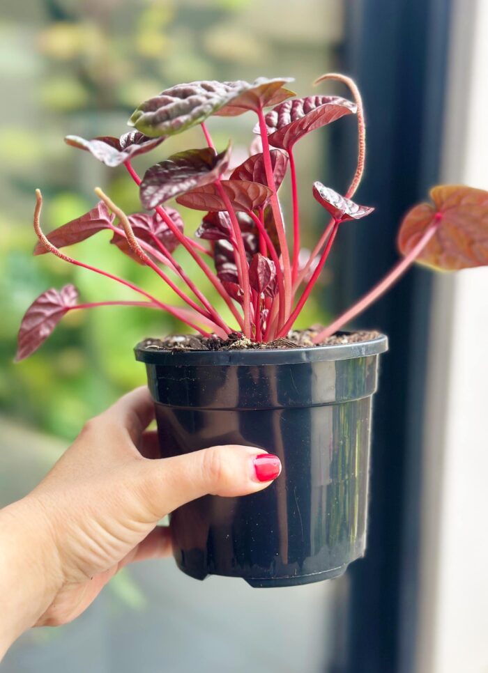 Peperomia Schumi Red – 12cm Potted Plant - Image 3