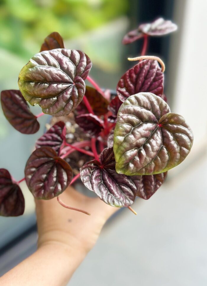 Peperomia Schumi Red – 12cm Potted Plant