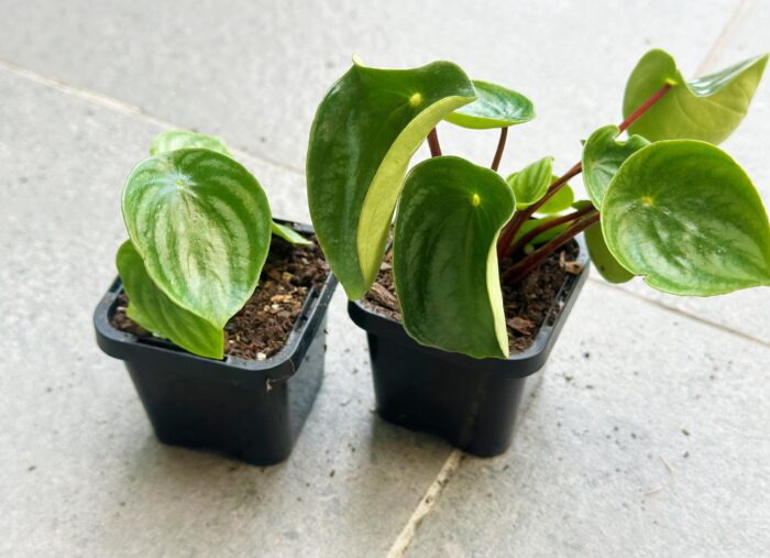 Watermelon Peperomia - 7cm Potted Plant - Image 4