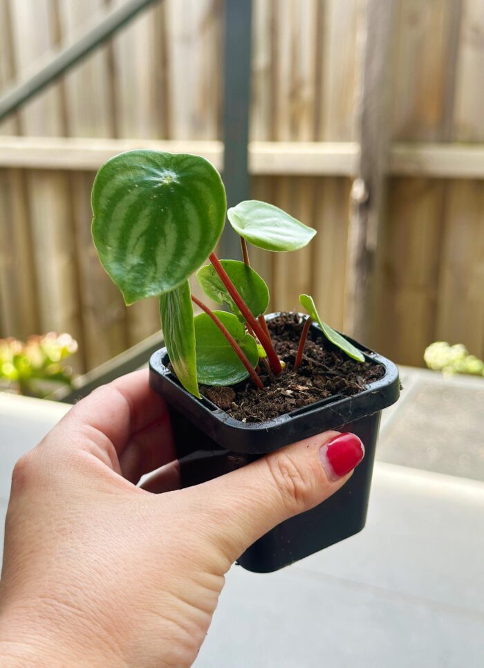 Watermelon Peperomia - 7cm Potted Plant - Image 2