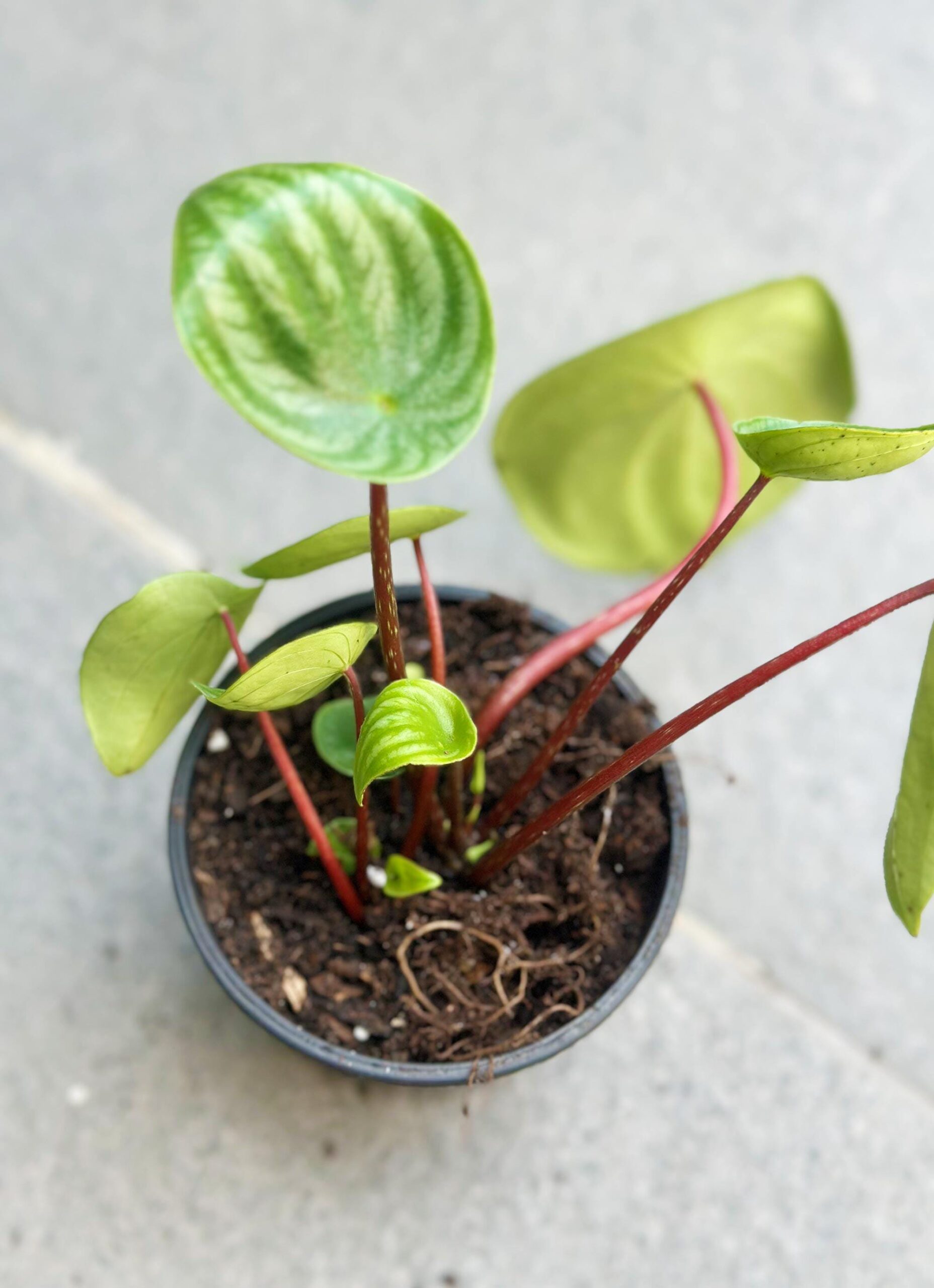 Watermelon Peperomia - 10cm Potted Plant