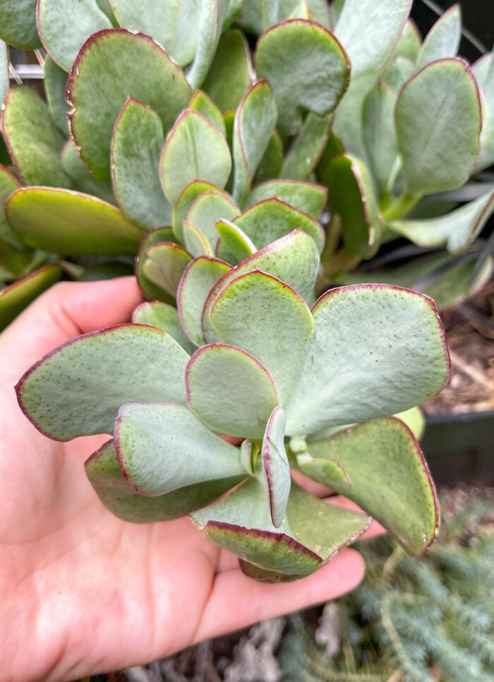 Cutting – Crassula Bluebird - Image 3