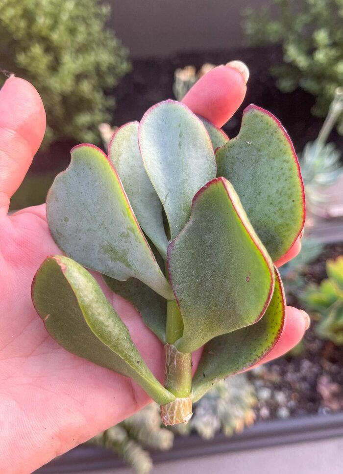 Cutting – Crassula Bluebird - Image 4