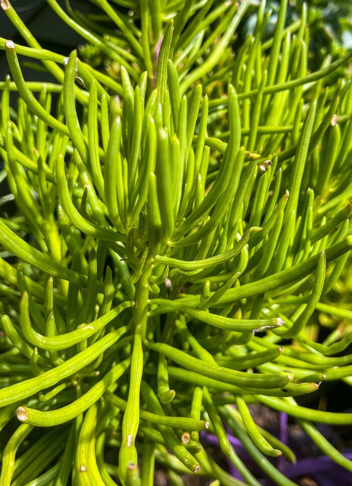 Cutting – Senecio Barbertonicus, Green Chalk Sticks