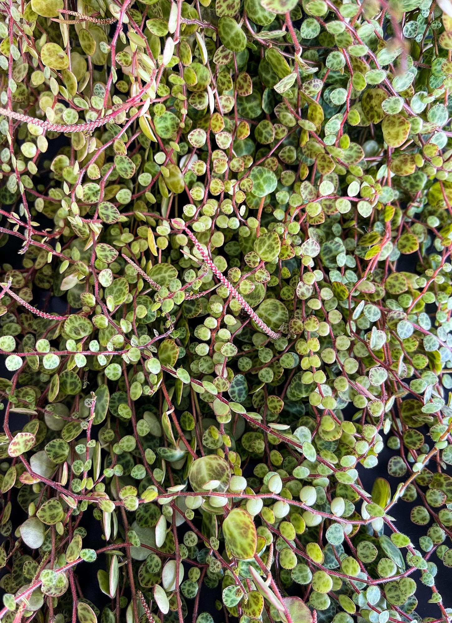Cutting – String of Turtles, Jade Necklace Peperomia Prostrata