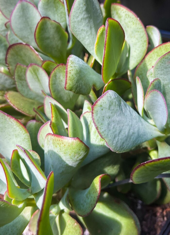 Cutting – Crassula Bluebird - Image 2