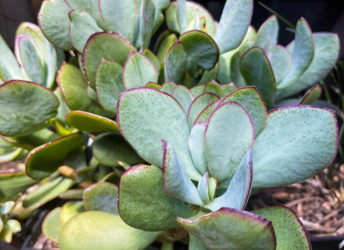 Cutting – Crassula Bluebird