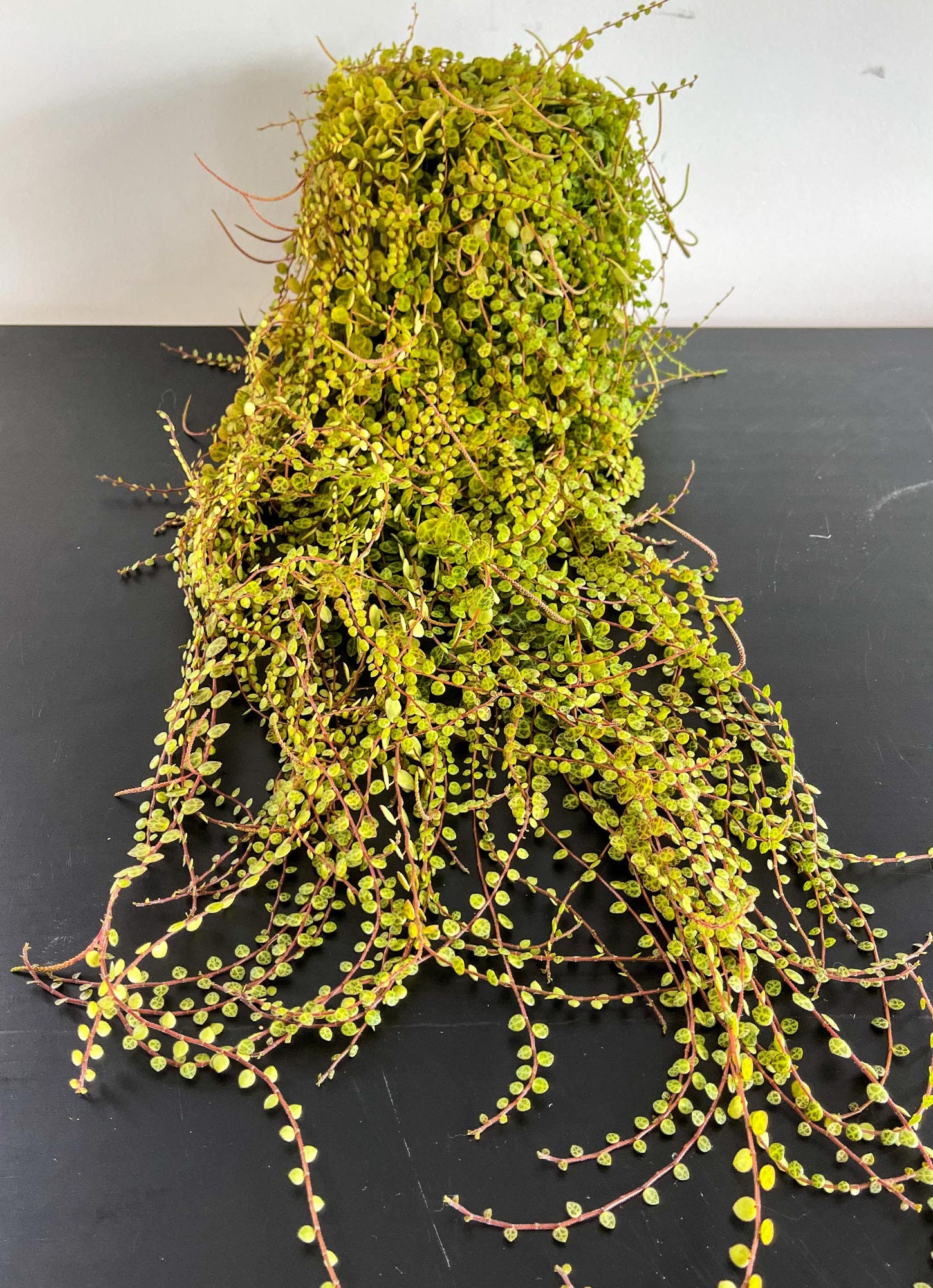 Cutting – String of Turtles, Jade Necklace Peperomia Prostrata - Image 2