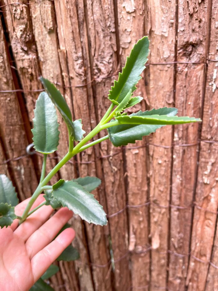Cutting – Kalanchoe sp. - Image 2