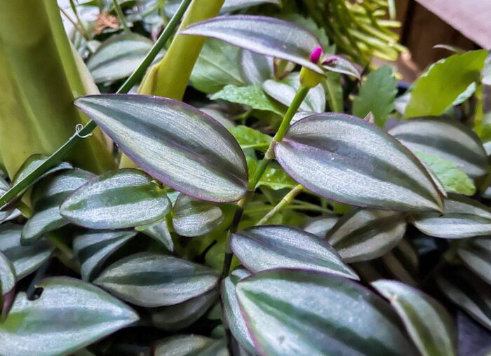 Cutting – Tradescantia Zebrina Spiderwort - Image 4