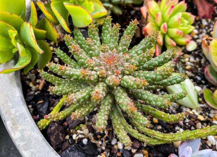 Cutting – Medusa's Head, Euphorbia Flanaganii