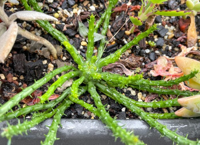 Cutting – Medusa's Head, Euphorbia Flanaganii - Image 2
