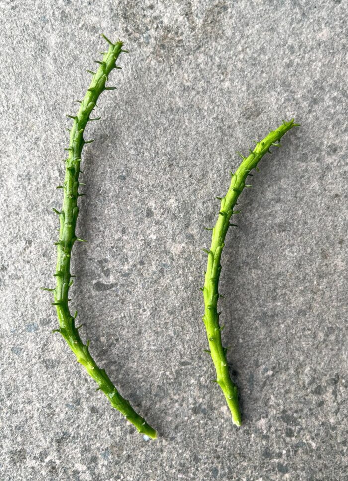 Cutting – Medusa's Head, Euphorbia Flanaganii - Image 3