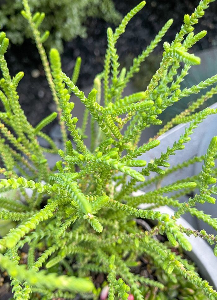 Cutting – Crassula Muscosa, Watch Chain Succulent