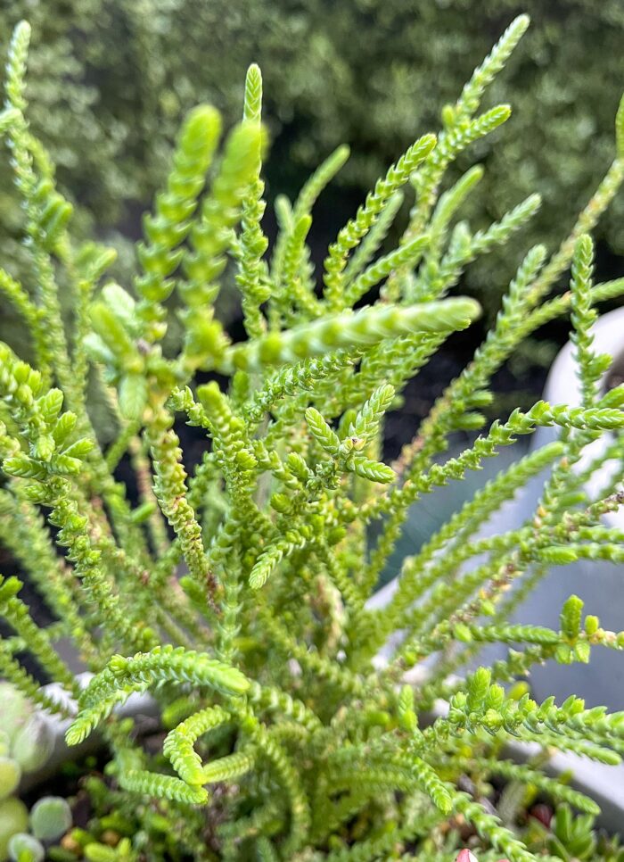 Cutting – Crassula Muscosa, Watch Chain Succulent - Image 2