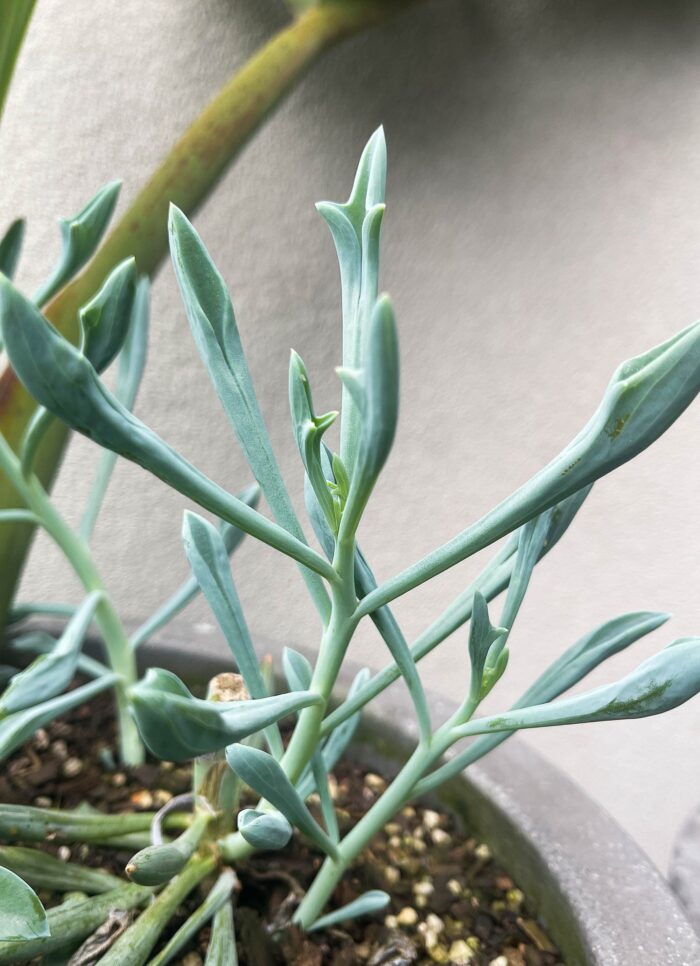 Cutting – Senecio Trident Blue - Image 4