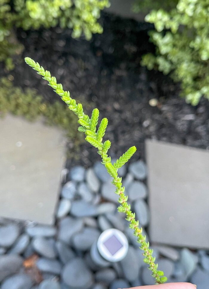 Cutting – Crassula Muscosa, Watch Chain Succulent - Image 3