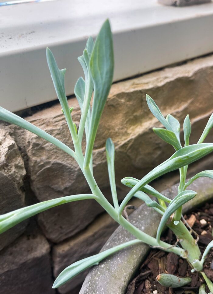 Cutting – Senecio Trident Blue - Image 5