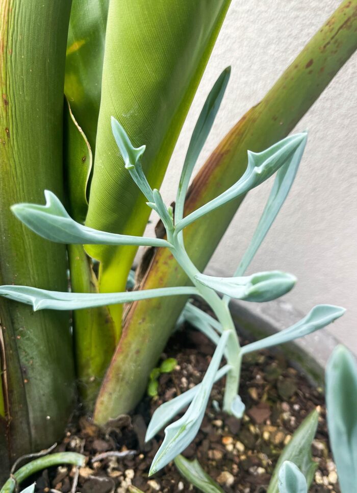 Cutting – Senecio Trident Blue - Image 3