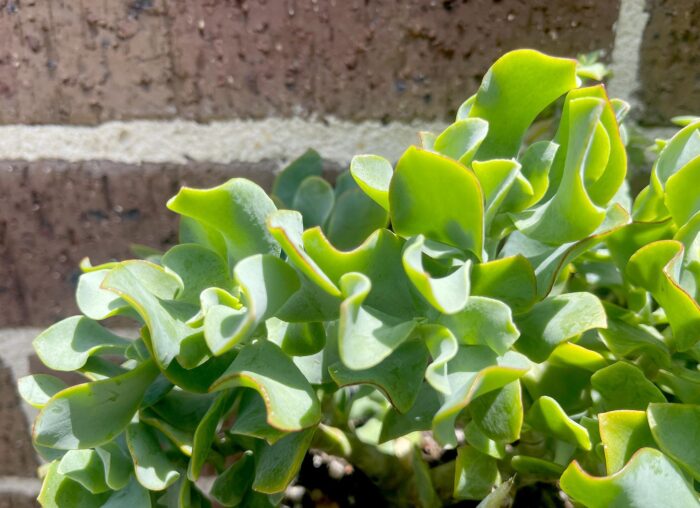Cutting – Crassula Arborescens 'Ripple Jade'