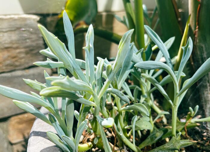 Cutting – Senecio Trident Blue