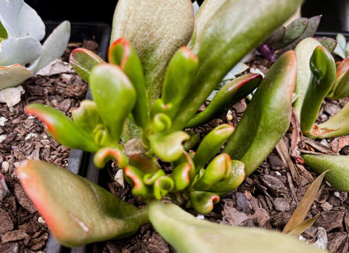 Cutting – Crassula Ovata 'Red Coral' - Image 4