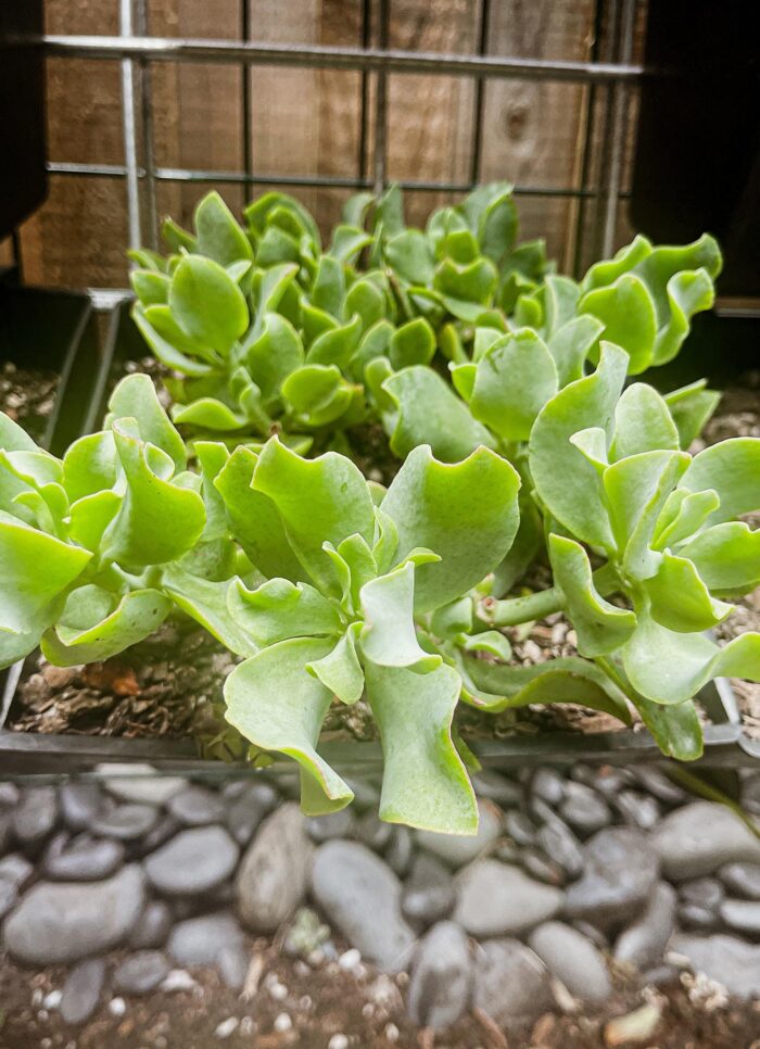 Cutting – Crassula Arborescens 'Ripple Jade' - Image 2