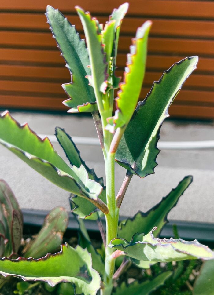 Cutting – Kalanchoe sp.