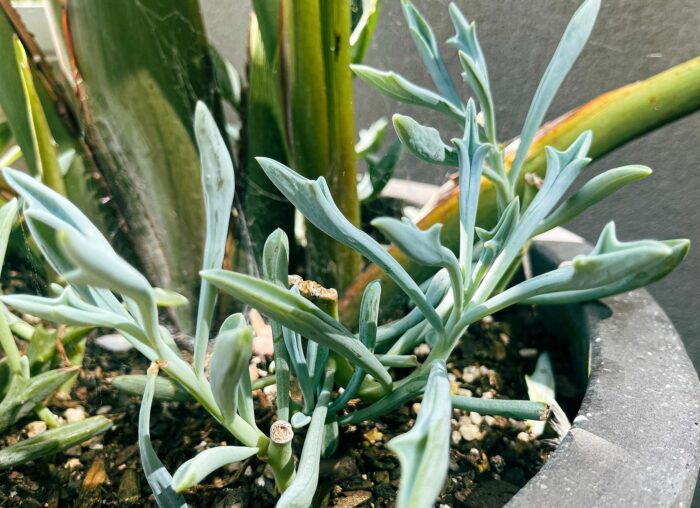 Cutting – Senecio Trident Blue - Image 2