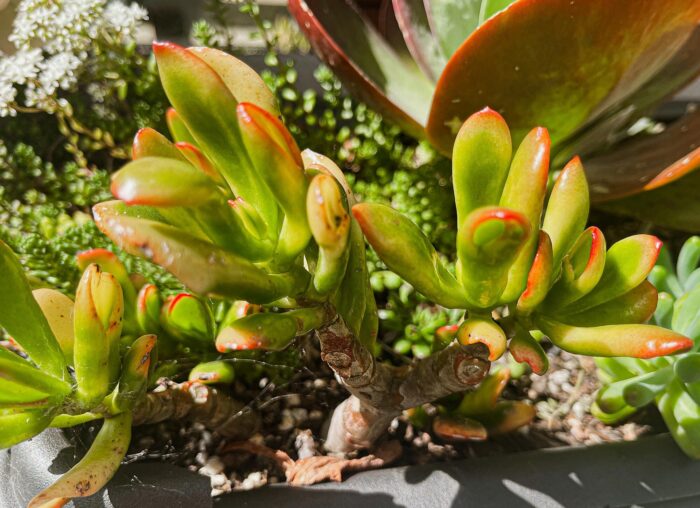Cutting – Crassula Ovata 'Red Coral' - Image 3