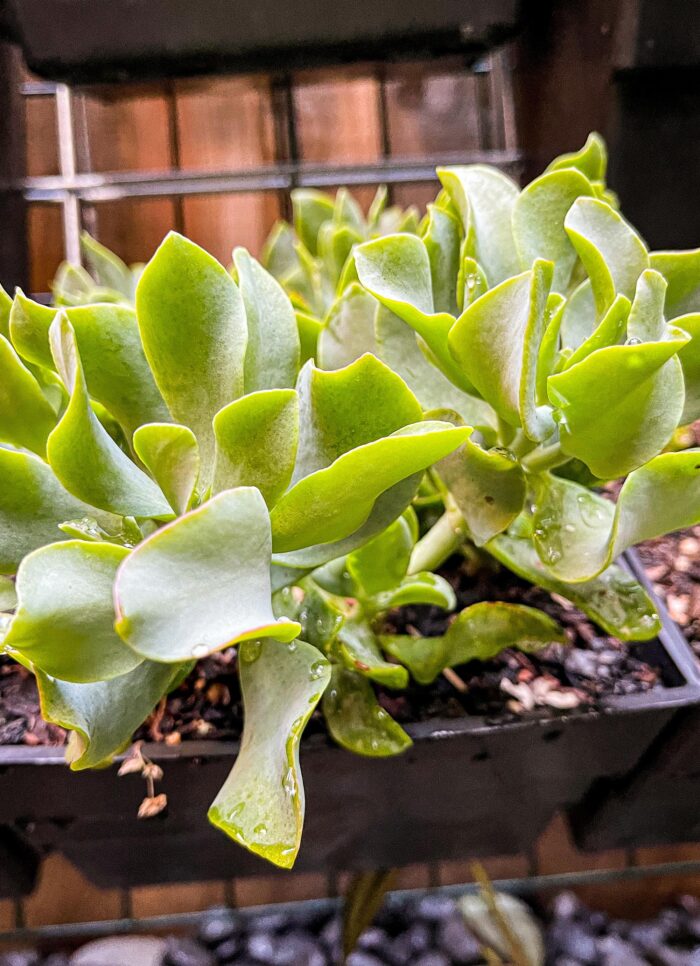 Cutting – Crassula Arborescens 'Ripple Jade' - Image 3