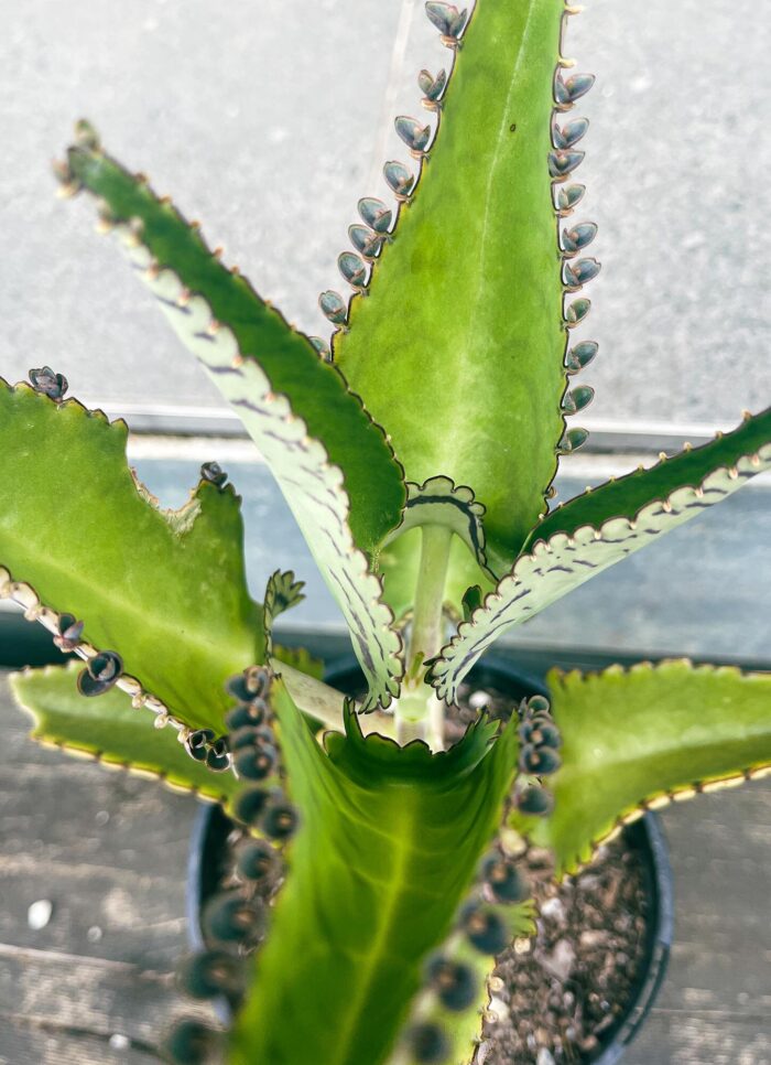 Cutting – Kalanchoe Daigremontiana - Image 3