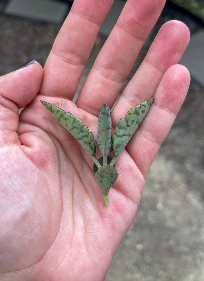 Cutting – Kalanchoe Daigremontiana - Image 2