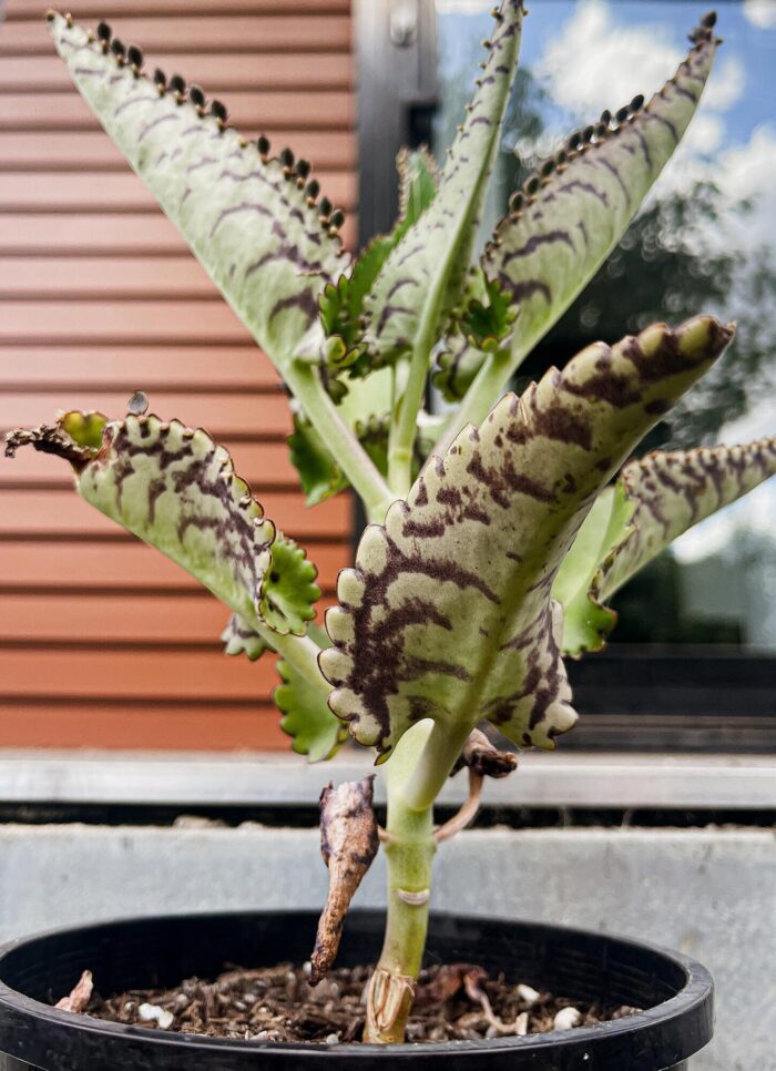 Cutting – Kalanchoe Daigremontiana