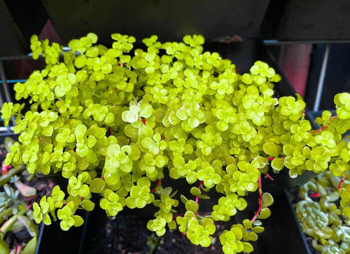 Cutting – Sedum Makinoi 'Ogon' Ground Cover