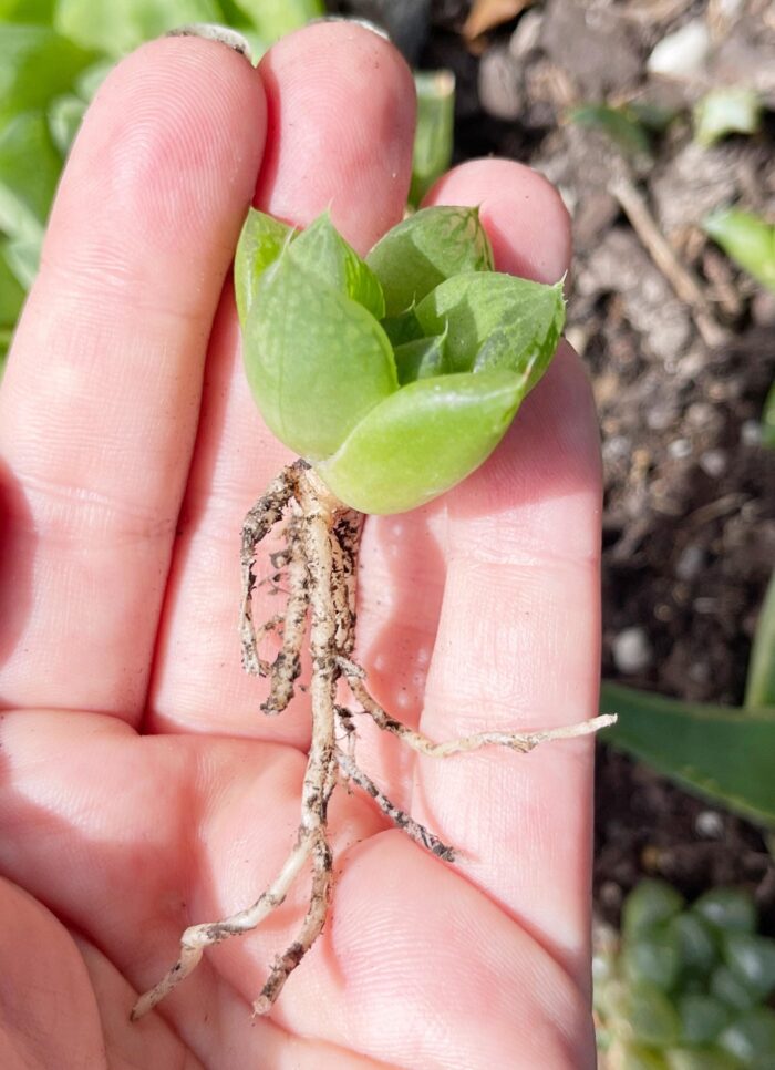 Cutting – Haworthia Cymbiformis var. - Image 3