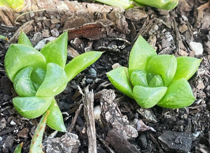 Cutting – Haworthia Cymbiformis var. - Image 2