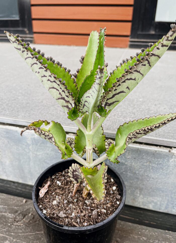Cutting – Kalanchoe Daigremontiana - Image 4