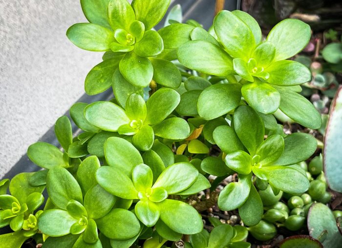 Cutting – Sedum Kimnachii
