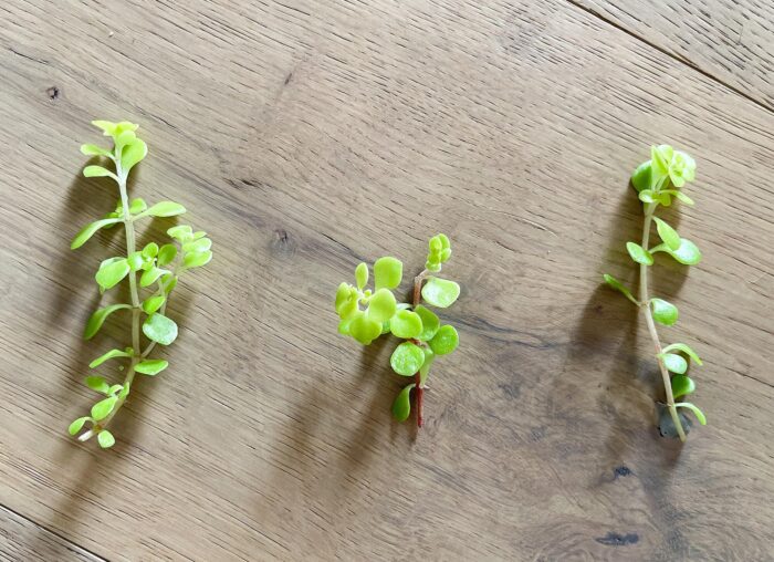 Cutting – Sedum Makinoi 'Ogon' Ground Cover - Image 2