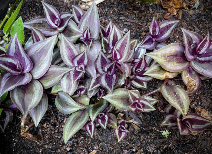 Cutting – Tradescantia Zebrina 'Burgundy' Spiderwort - Image 2
