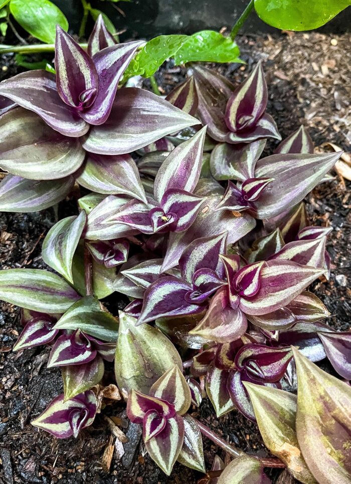 Cutting – Tradescantia Zebrina 'Burgundy' Spiderwort