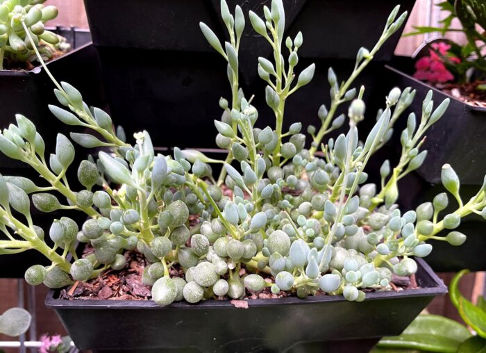 Cutting – Senecio Citriformis - Image 3