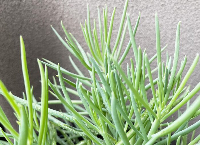 Cutting – Senecio Talinoides, Narrow Leaf Chalk Sticks