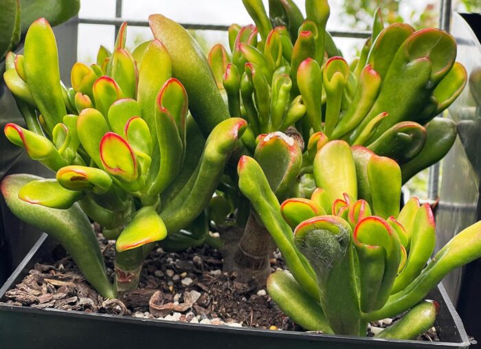Cutting – Crassula Ovata 'Red Coral'