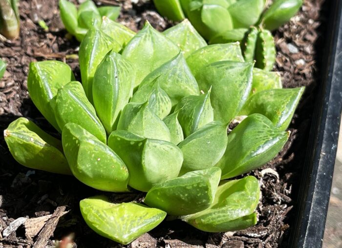 Cutting – Haworthia Cymbiformis var.